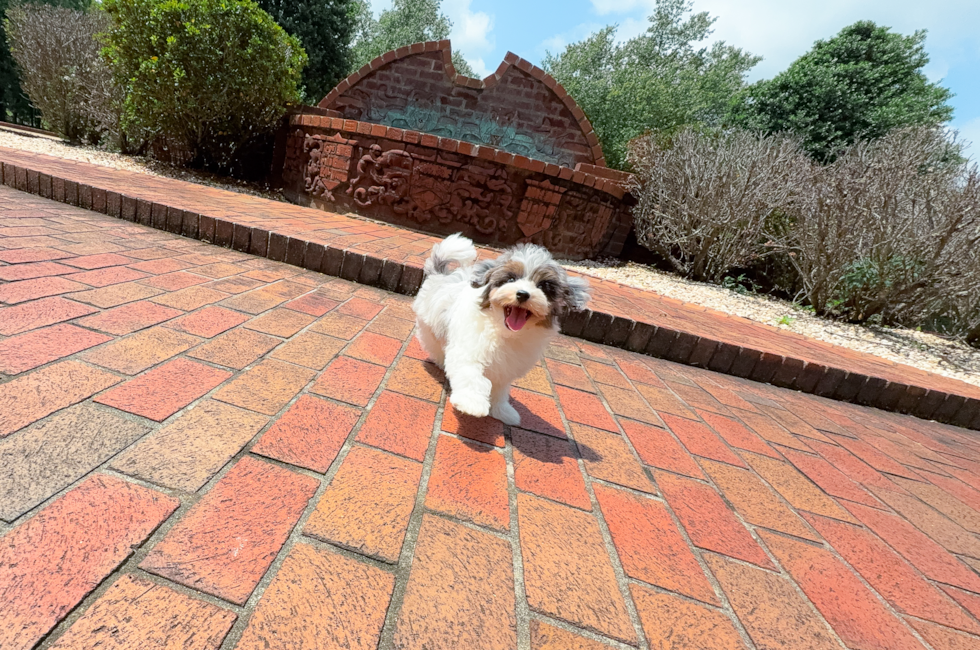 9 week old Havapoo Puppy For Sale - Simply Southern Pups