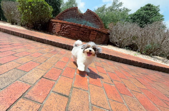 Cute Havadoodle Poodle Mix Puppy