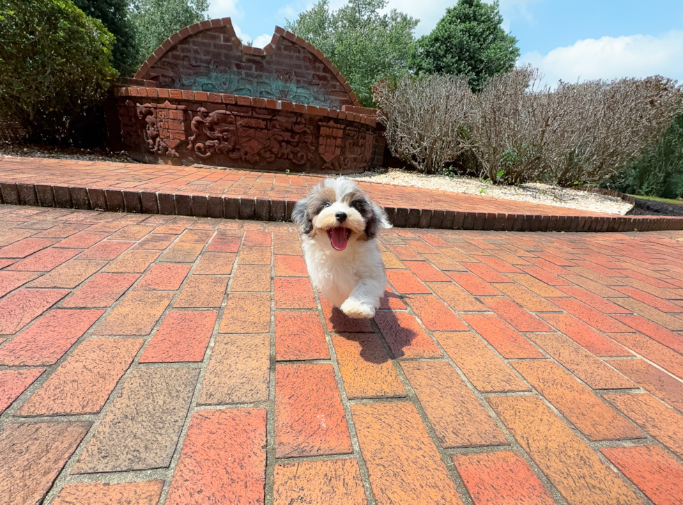 Cute Havapoo Poodle Mix Pup