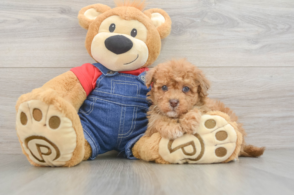 5 week old Havapoo Puppy For Sale - Simply Southern Pups