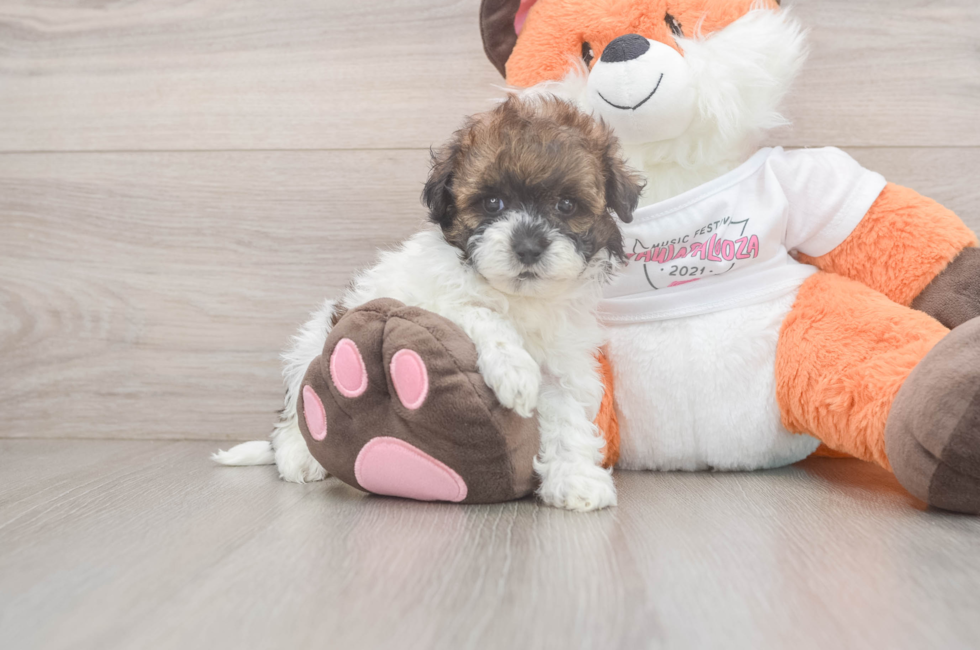 6 week old Havapoo Puppy For Sale - Simply Southern Pups