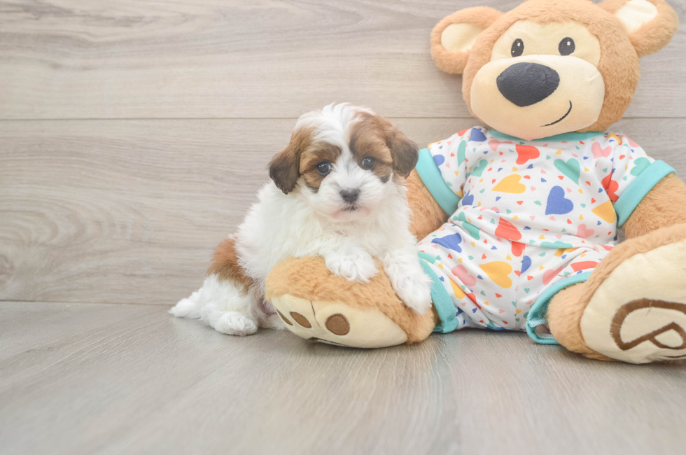 5 week old Havapoo Puppy For Sale - Simply Southern Pups