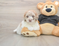 7 week old Havapoo Puppy For Sale - Simply Southern Pups