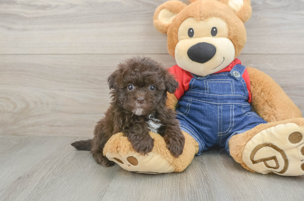 5 week old Havapoo Puppy For Sale - Simply Southern Pups