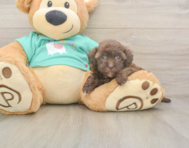 8 week old Havapoo Puppy For Sale - Simply Southern Pups