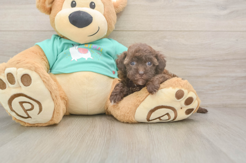 5 week old Havapoo Puppy For Sale - Simply Southern Pups