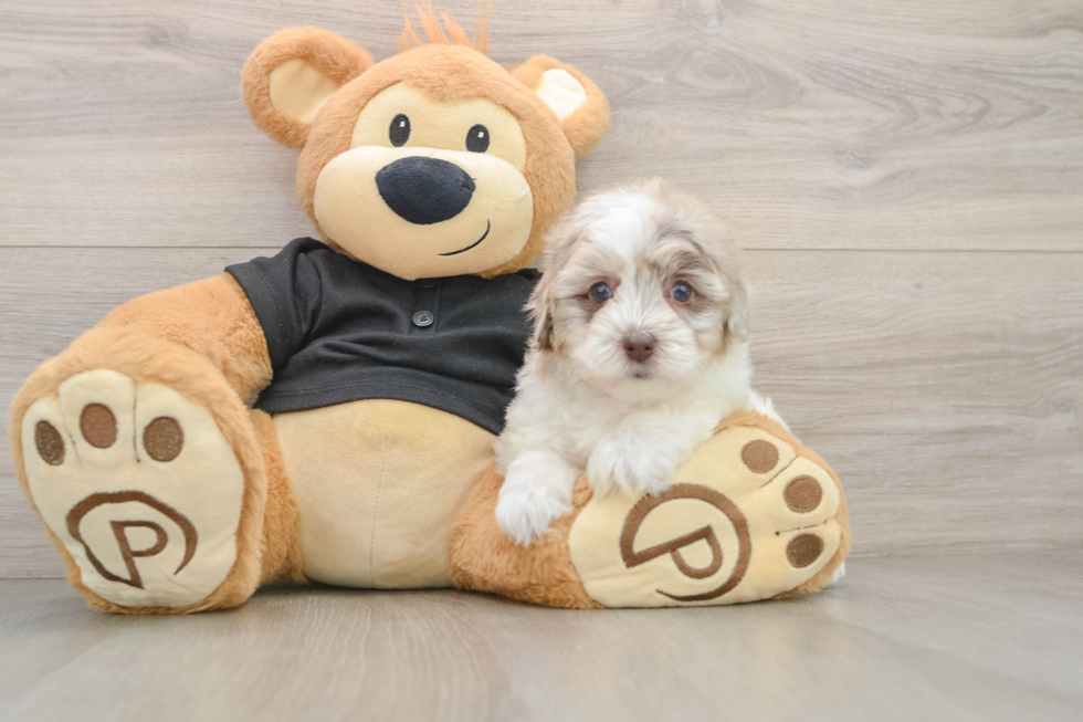 Havapoo Pup Being Cute