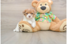 Sweet Havapoo Baby