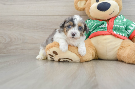 Energetic Havadoodle Poodle Mix Puppy