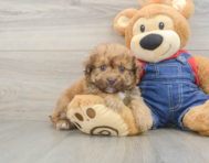 8 week old Havapoo Puppy For Sale - Simply Southern Pups
