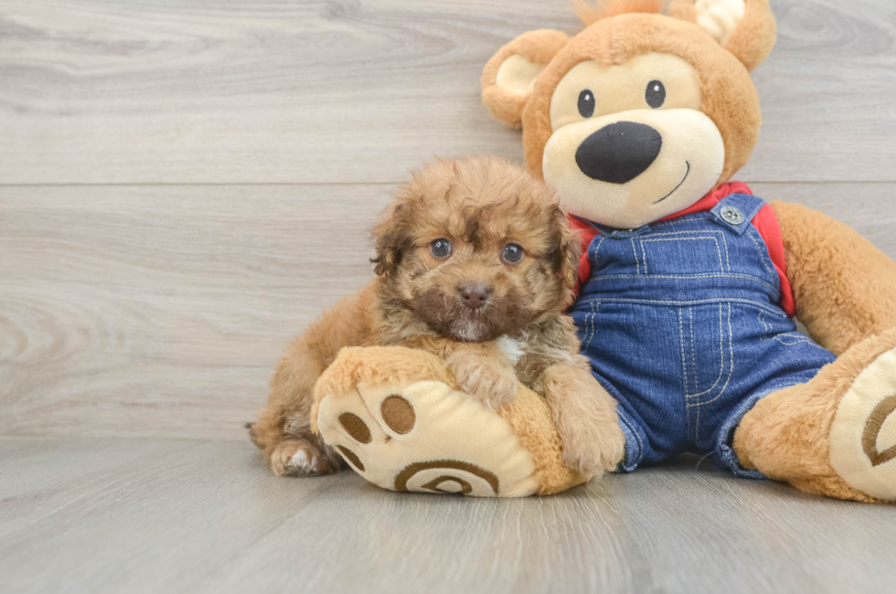 5 week old Havapoo Puppy For Sale - Simply Southern Pups