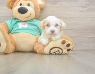 8 week old Havapoo Puppy For Sale - Simply Southern Pups