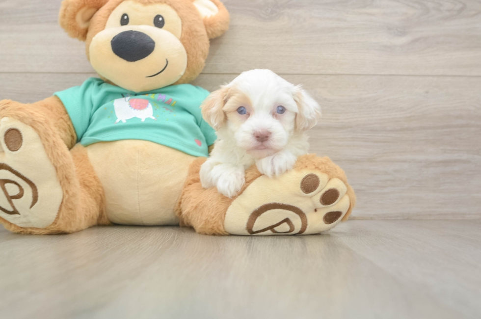 5 week old Havapoo Puppy For Sale - Simply Southern Pups