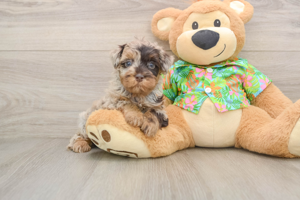 Petite Havapoo Poodle Mix Pup