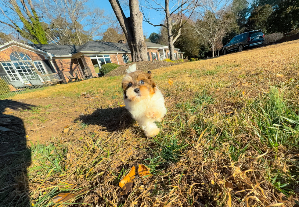 Cute Havapoo Poodle Mix Pup
