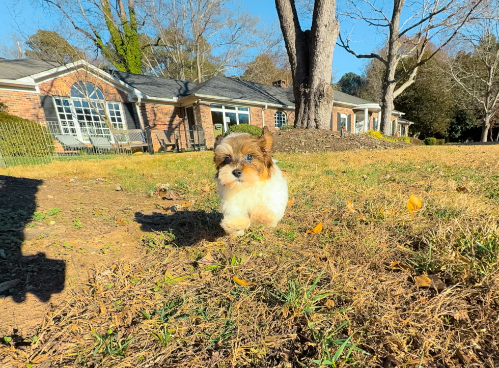 Havapoo Pup Being Cute