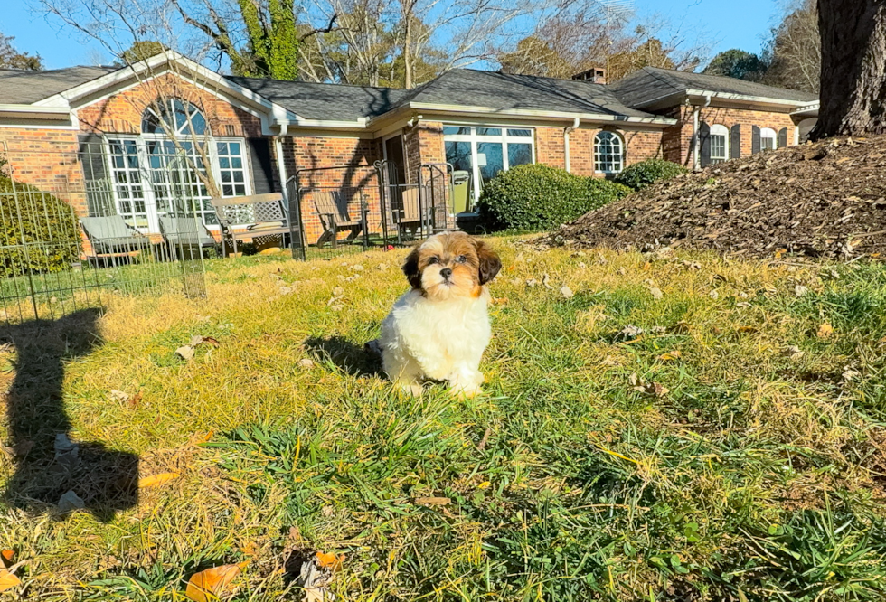 Havapoo Pup Being Cute