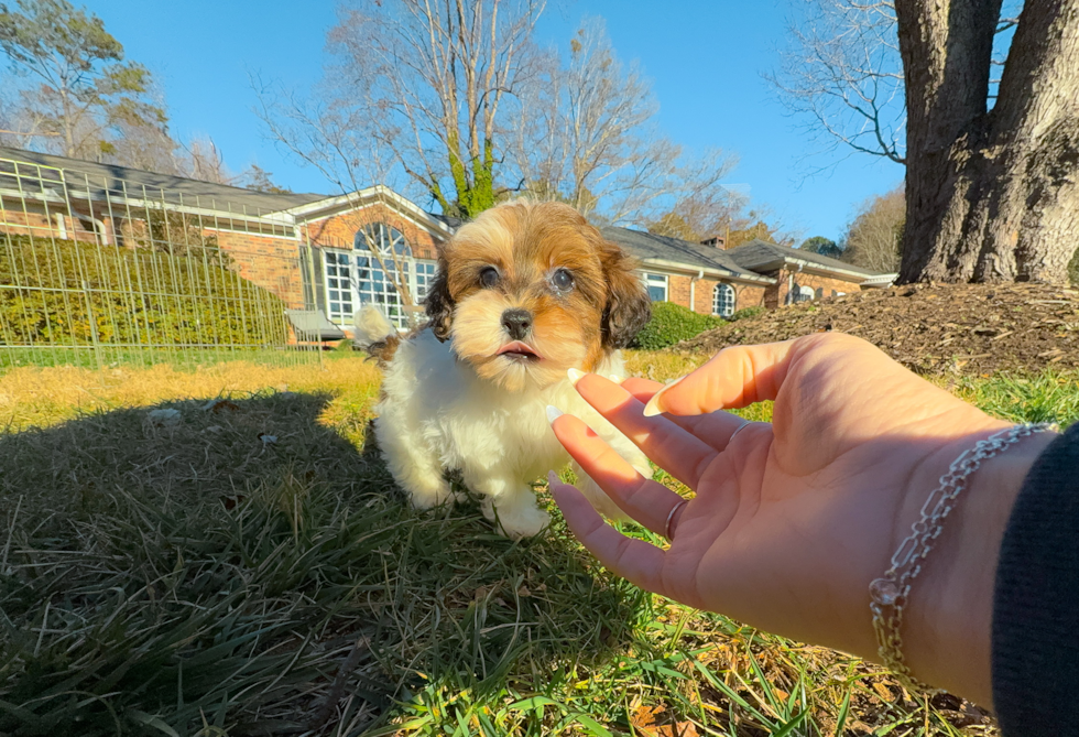 Havapoo Pup Being Cute