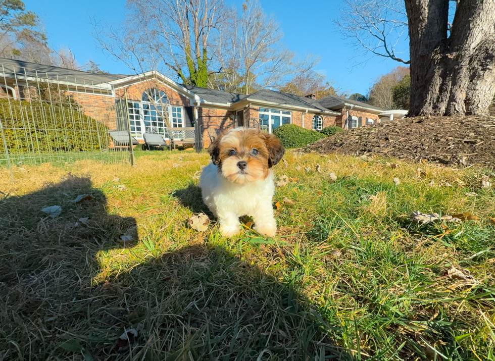 Havapoo Pup Being Cute