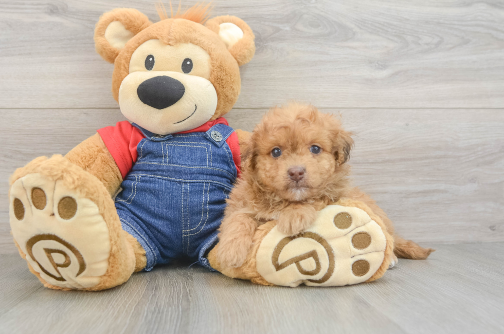 5 week old Havapoo Puppy For Sale - Simply Southern Pups