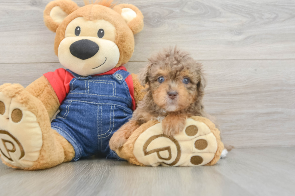 5 week old Havapoo Puppy For Sale - Simply Southern Pups