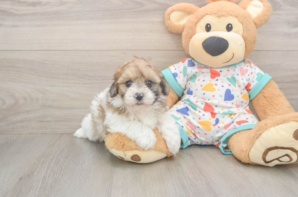 5 week old Havapoo Puppy For Sale - Simply Southern Pups
