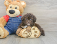 9 week old Havapoo Puppy For Sale - Simply Southern Pups