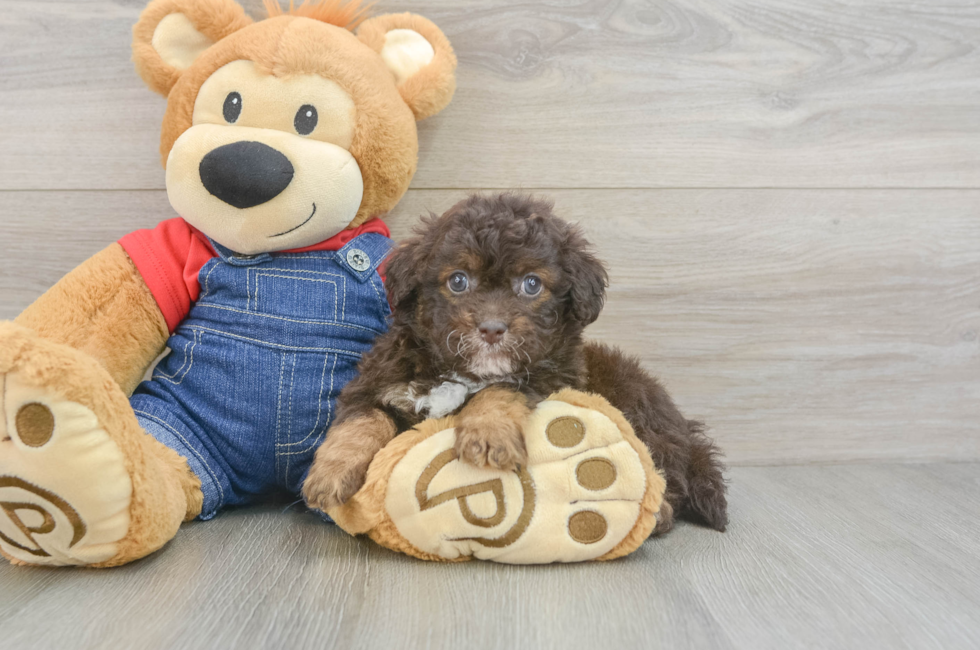 5 week old Havapoo Puppy For Sale - Simply Southern Pups