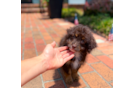 Cute Havapoo Baby