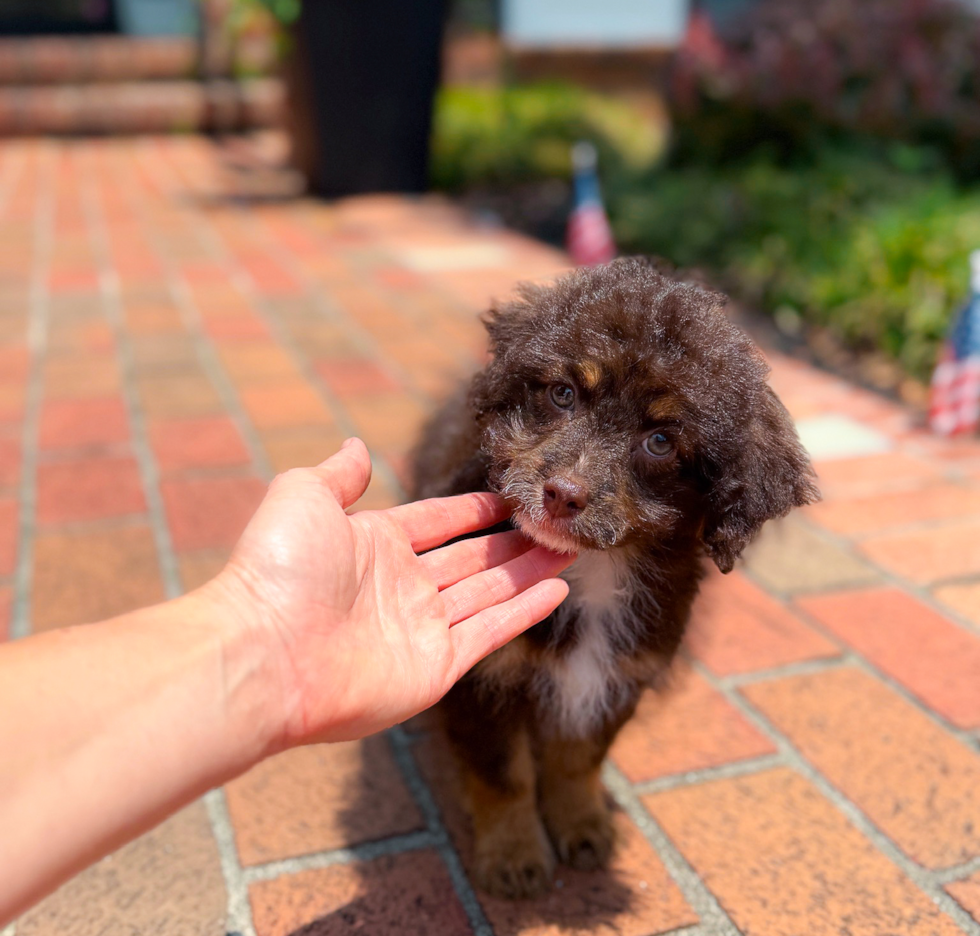 Cute Havapoo Baby