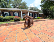 12 week old Havapoo Puppy For Sale - Simply Southern Pups