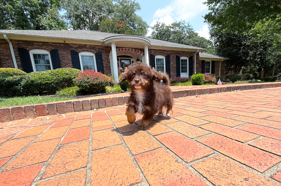 12 week old Havapoo Puppy For Sale - Simply Southern Pups