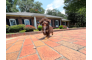 Havapoo Puppy for Adoption