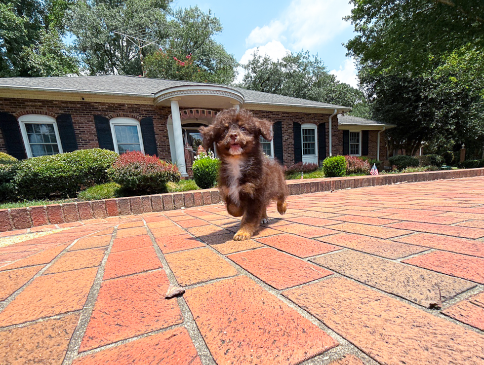 Havapoo Puppy for Adoption