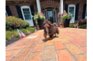 Cute Havadoodle Poodle Mix Puppy