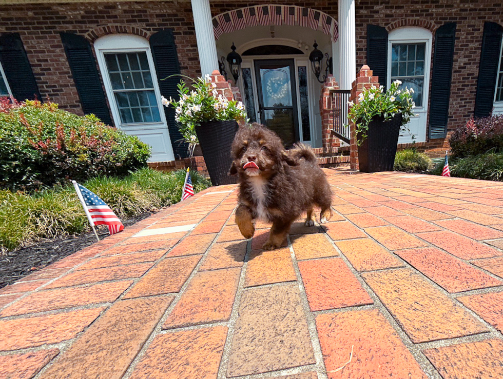 Cute Havadoodle Poodle Mix Puppy