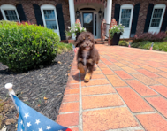 11 week old Havapoo Puppy For Sale - Simply Southern Pups