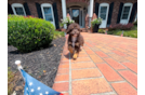Havapoo Puppy for Adoption