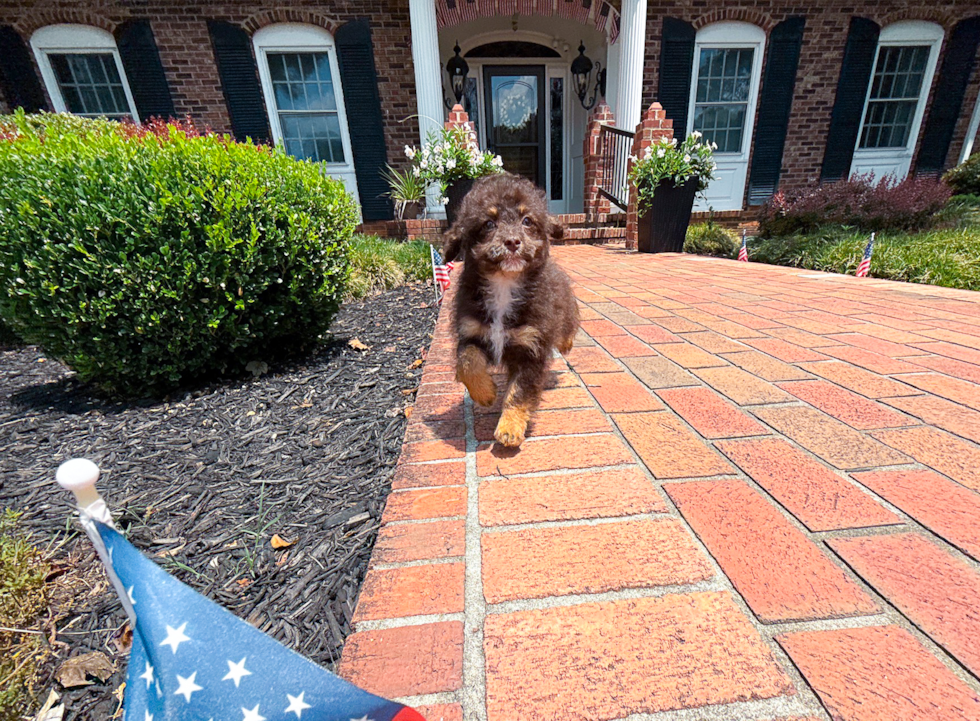Havapoo Puppy for Adoption