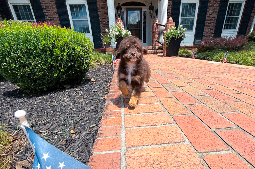 11 week old Havapoo Puppy For Sale - Simply Southern Pups