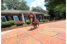 Cute Havapoo Poodle Mix Pup