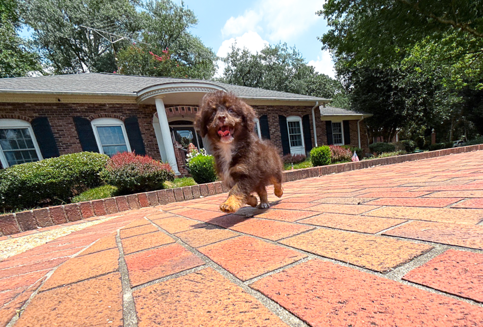 Cute Havapoo Poodle Mix Pup