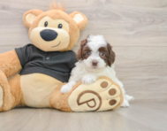 8 week old Havapoo Puppy For Sale - Simply Southern Pups