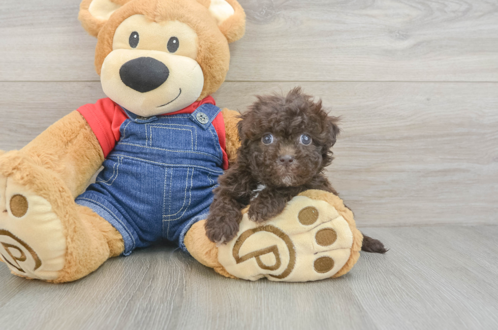 5 week old Havapoo Puppy For Sale - Simply Southern Pups