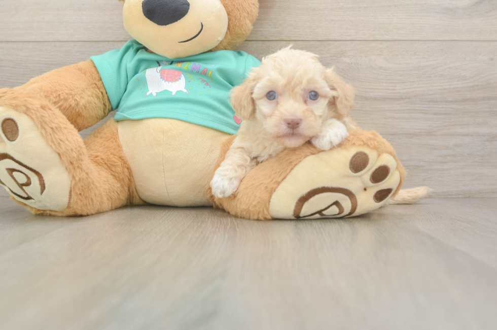 5 week old Havapoo Puppy For Sale - Simply Southern Pups