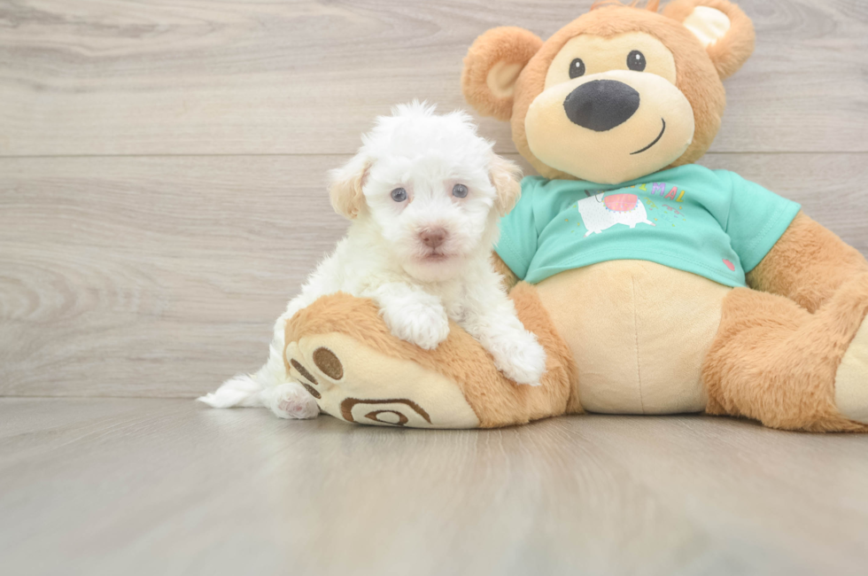 5 week old Havapoo Puppy For Sale - Simply Southern Pups