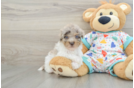 Little Havadoodle Poodle Mix Puppy