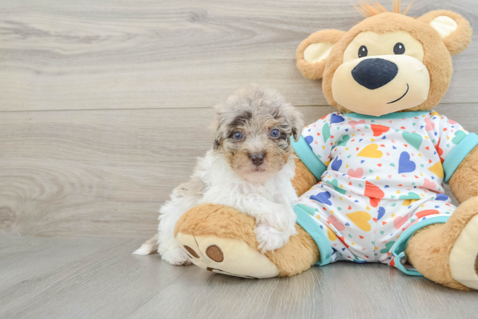 Little Havadoodle Poodle Mix Puppy