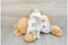 Petite Havapoo Poodle Mix Pup