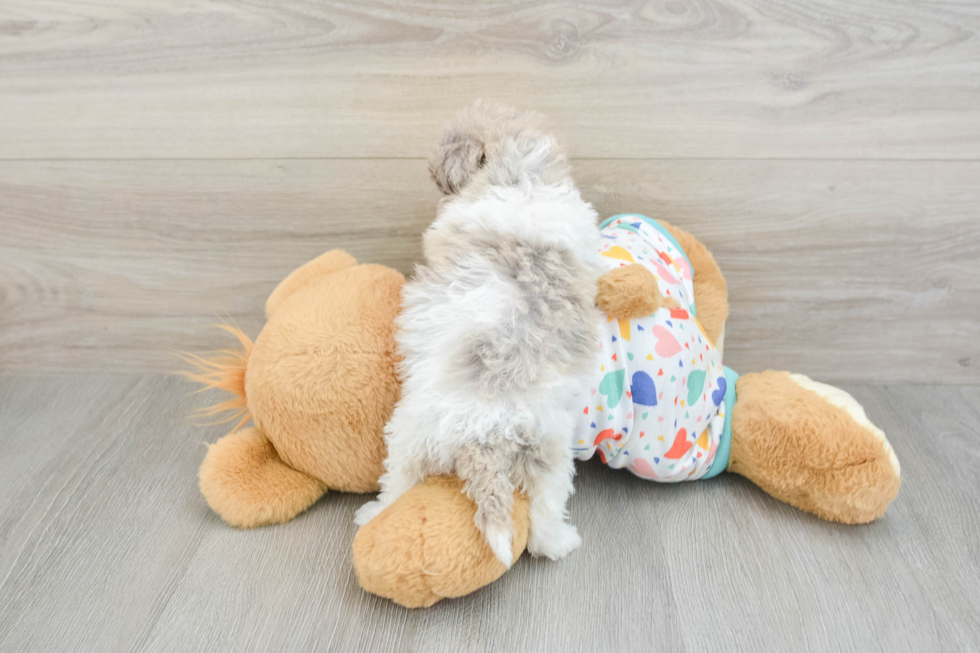 Petite Havapoo Poodle Mix Pup